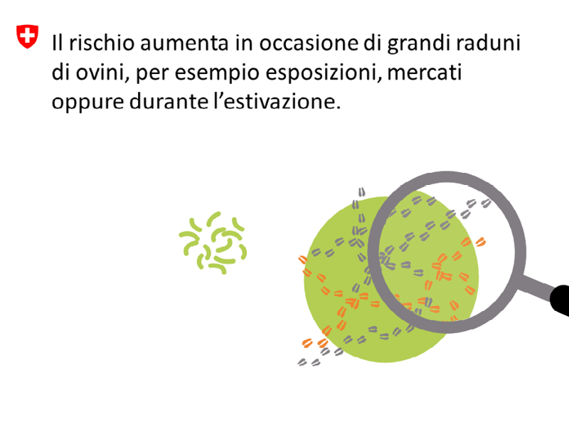 Zoppina grafica 1